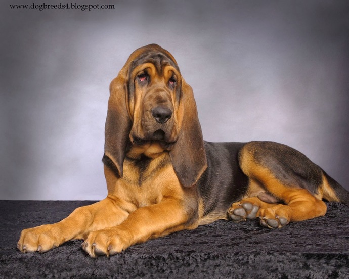 If you coul/would get dog, what breed would you prefer?