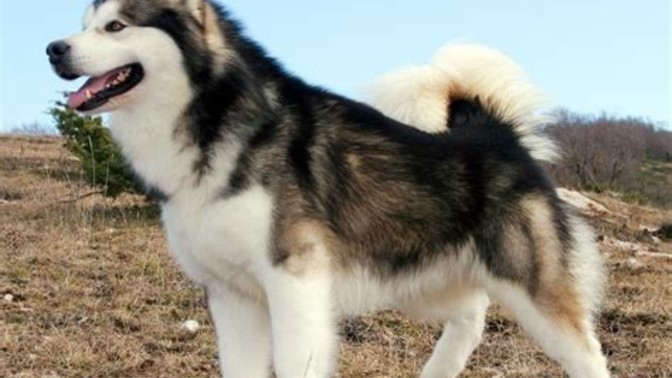 If you coul/would get dog, what breed would you prefer?