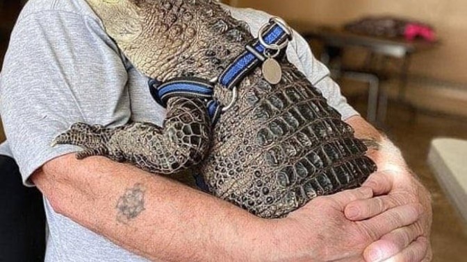 Do men who need emotional support animals need to grow a pair?