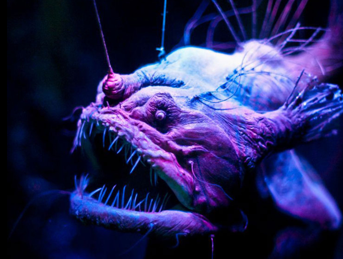 What kind of unknown creatures do you think lurks in the deep depths of the oceans?