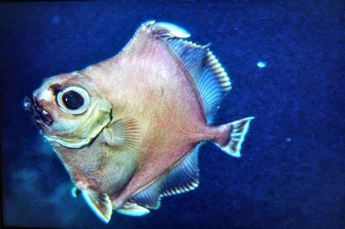 Fish from 8200 feet down