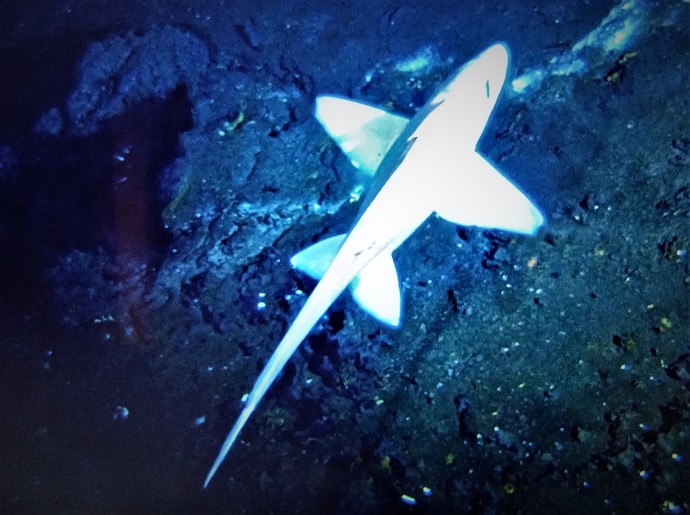 Airplane fish