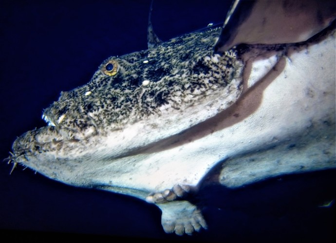 Fish with 2 feet (or hands) with 5 toes/fingers