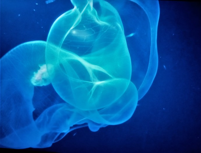 Creature that looked like a thin veil of sheer fabric