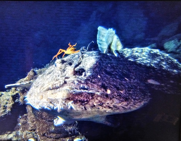 What kind of unknown creatures do you think lurks in the deep depths of the oceans?
