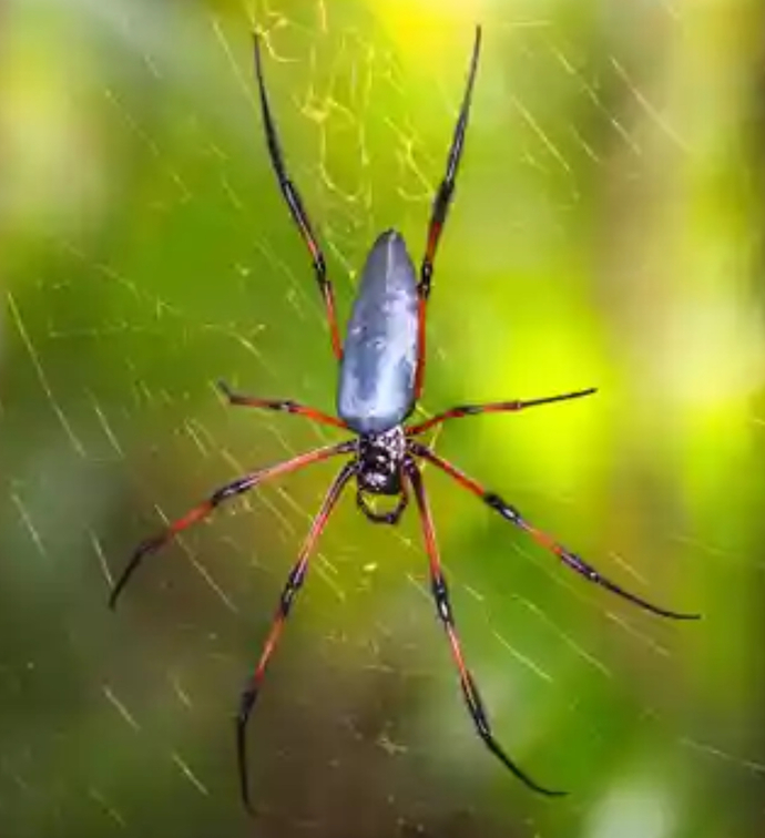 I love spiders. Am I weird?