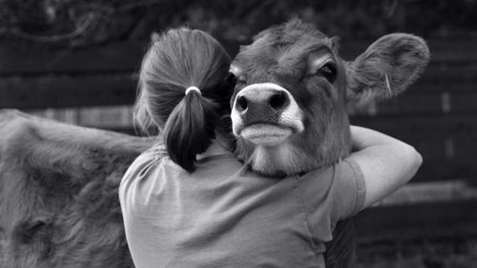 Any other vegans or vegetarians here?