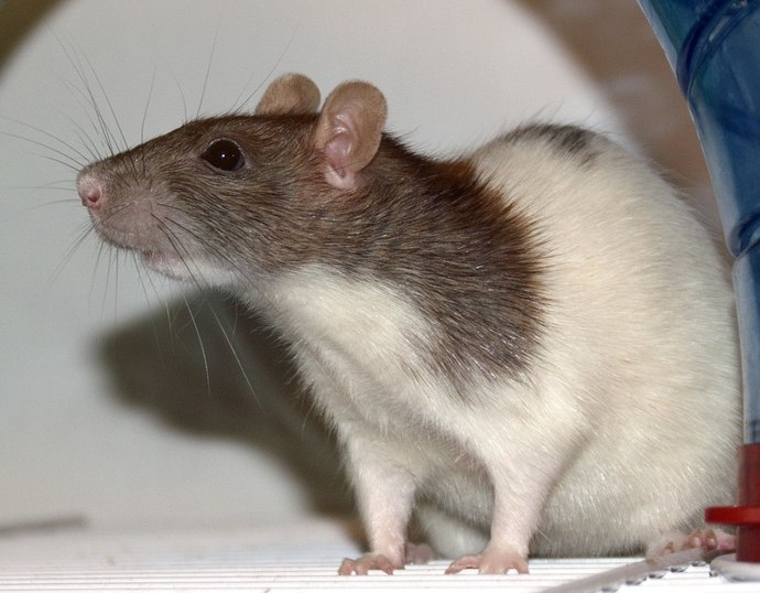 What should I name my pet rat?