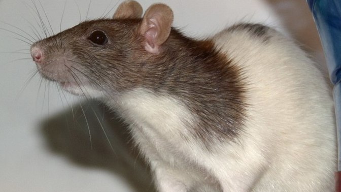 What should I name my pet rat?