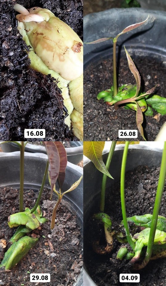 Is it possible to grow multiple trees from one seed?