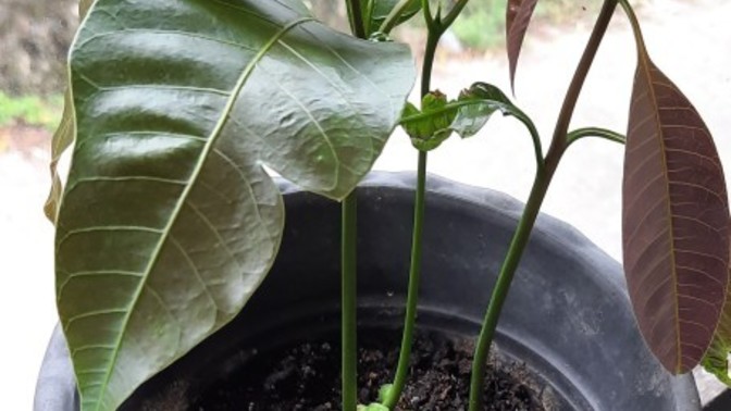 Is it possible to grow multiple trees from one seed?