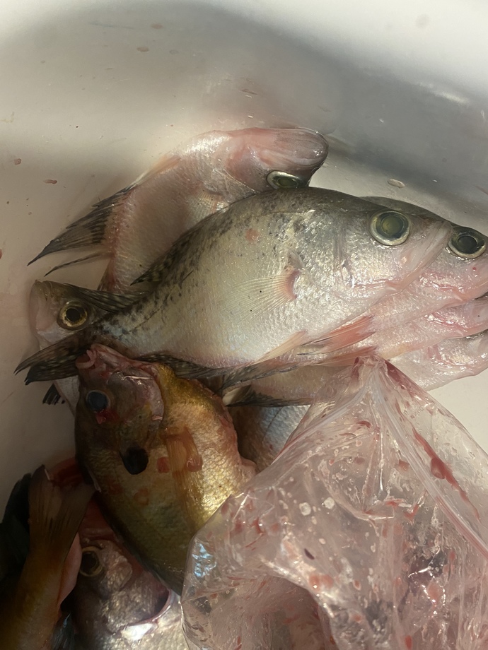 What kind of fish are these?