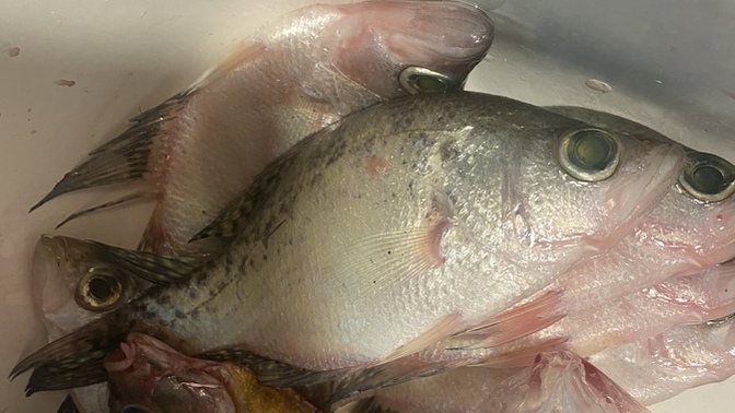 What kind of fish are these?