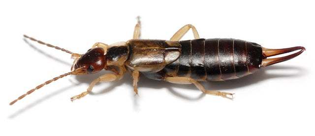 Which of these common household insects creeps you out the most?