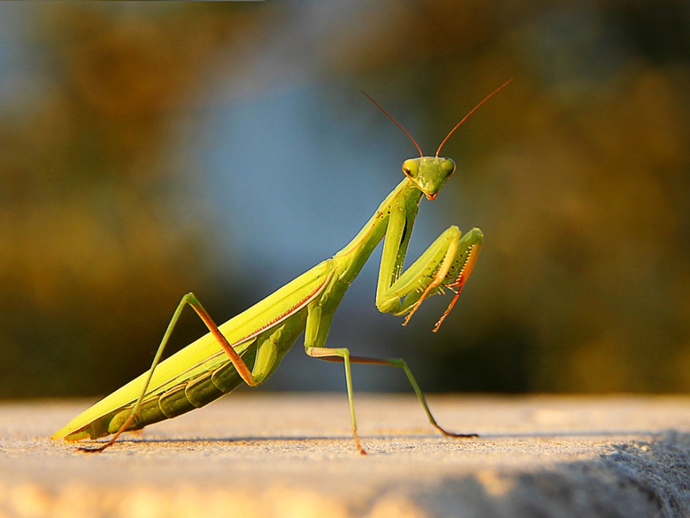 Which of these common household insects creeps you out the most?