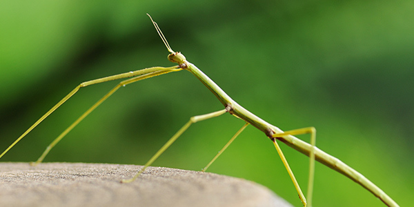 Which of these common household insects creeps you out the most?