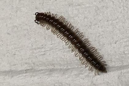 Which of these common household insects creeps you out the most?