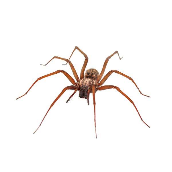 Which of these common household insects creeps you out the most?