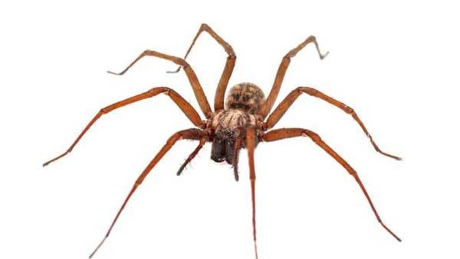 Which of these common household insects creeps you out the most?