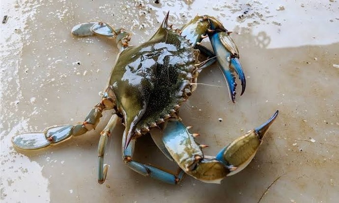 Do you like crabs or hate crab?