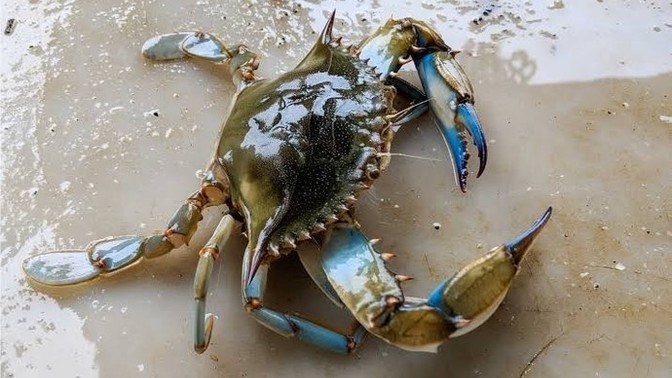 Do you like crabs or hate crab?