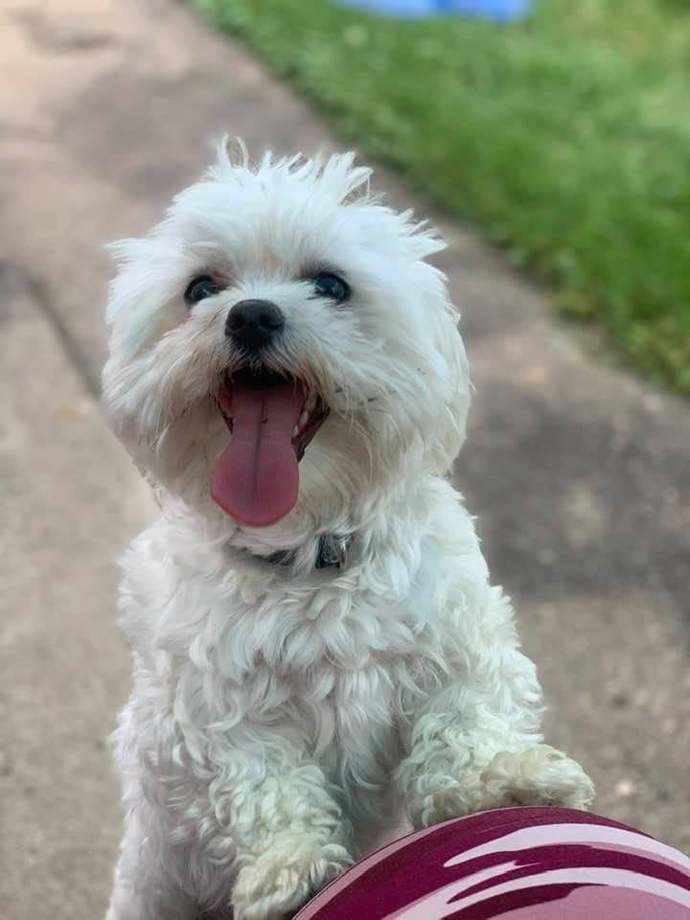 What do you think about "Fur Babies"?