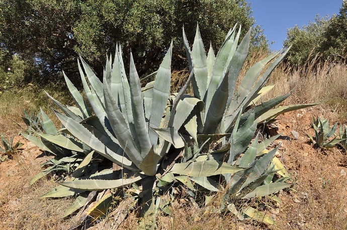 Do you like Mezcal?
