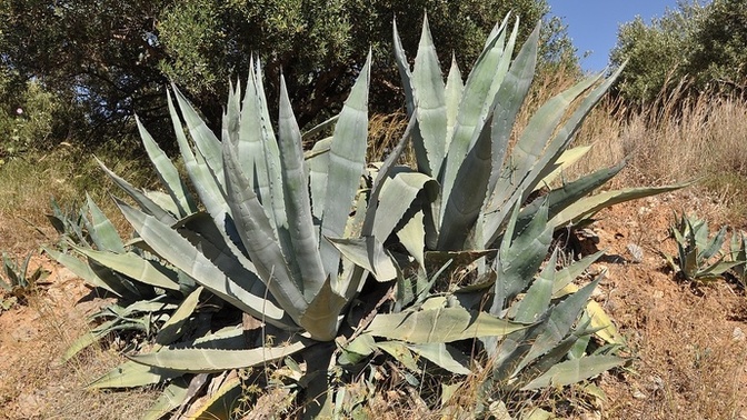Do you like Mezcal?