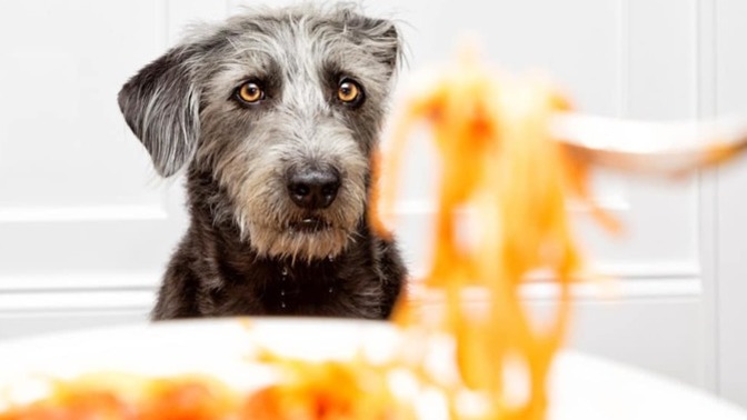 How do you keep dogs from begging or wanting human food? ?
