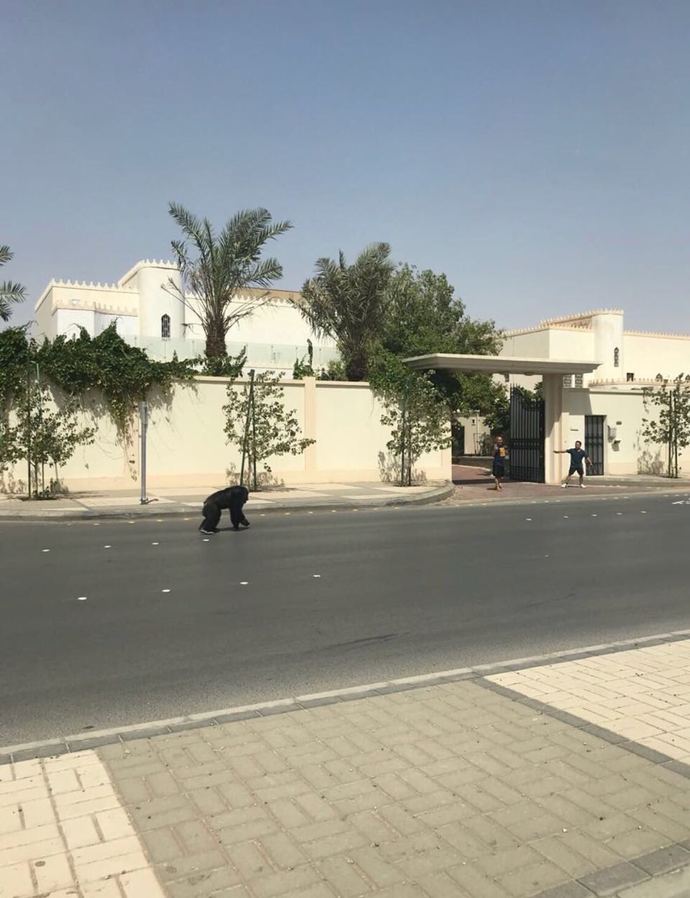 What would you do if you saw gorillas on the street?