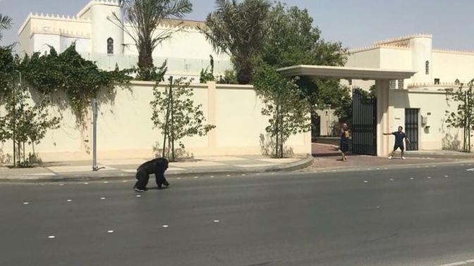 What would you do if you saw gorillas on the street?