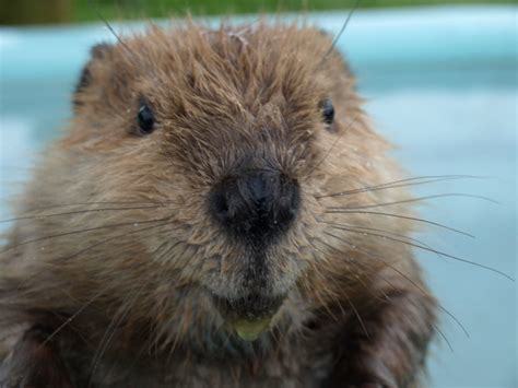 Leave it to Beaver anyone?
