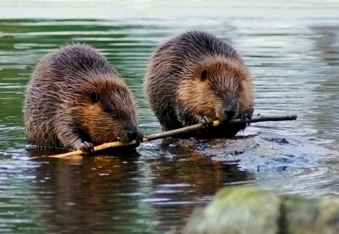 California says the beaver can be superhero in fighting climate change. What do you think of Beavers?