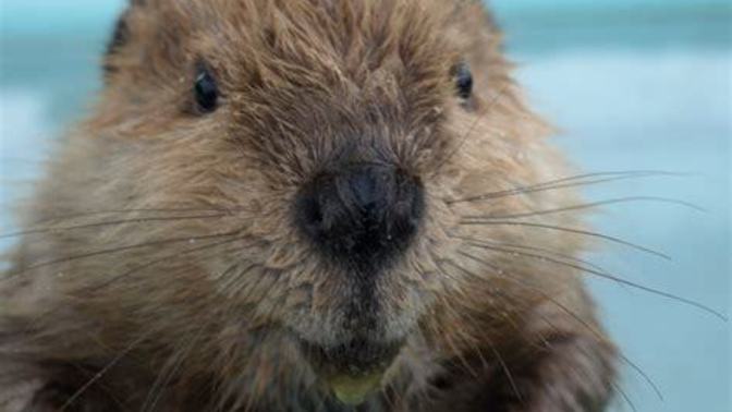 California says the beaver can be superhero in fighting climate change. What do you think of Beavers?