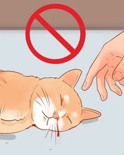 If I glue two cats back to back, whose feet do they land on when dropped?