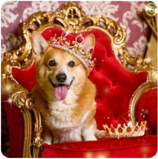 Should the government give everyone a free corgi?