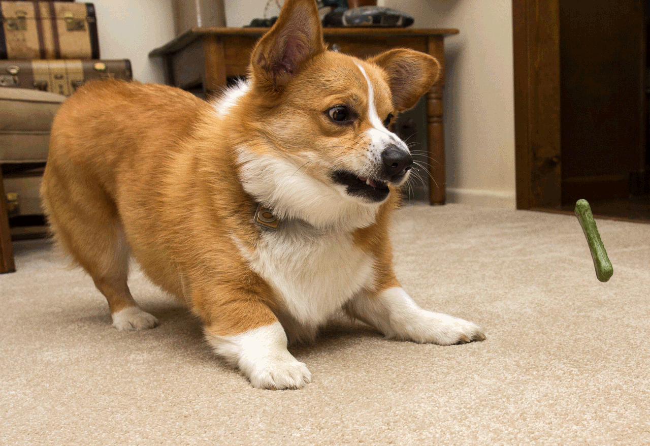 Should the government give everyone a free corgi?