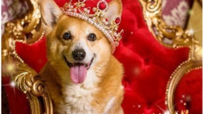 Should the government give everyone a free corgi?