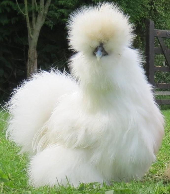 Do you think chickens are cute?