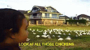 definitely, chicken!!