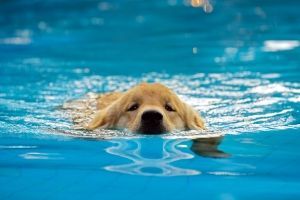 What would you do if you saw a puppy drowning?