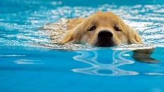 What would you do if you saw a puppy drowning?