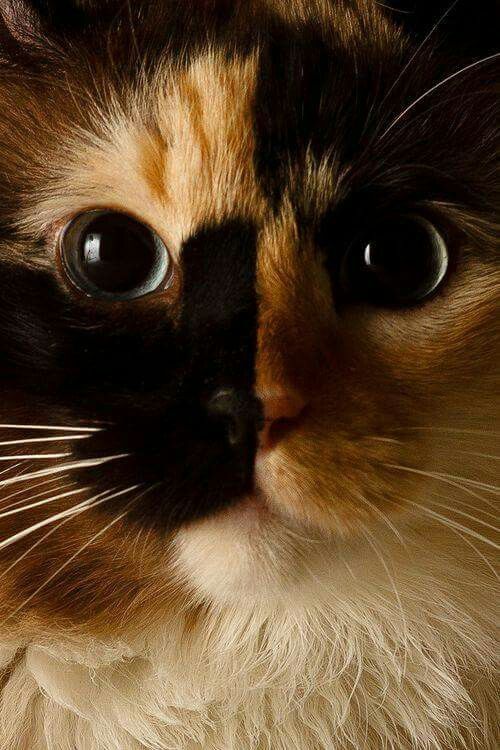 What kind of pet do you have? GirlsAskGuys