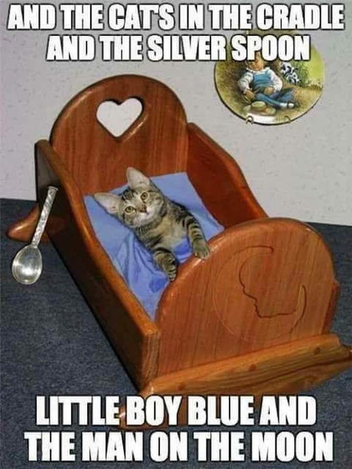 What kind of pet do you have?