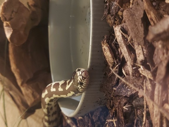 What kind of pet do you have?