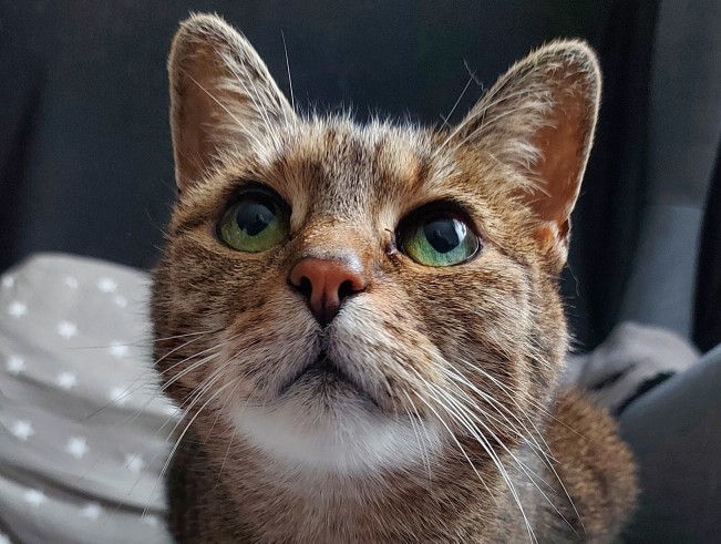 What kind of pet do you have?