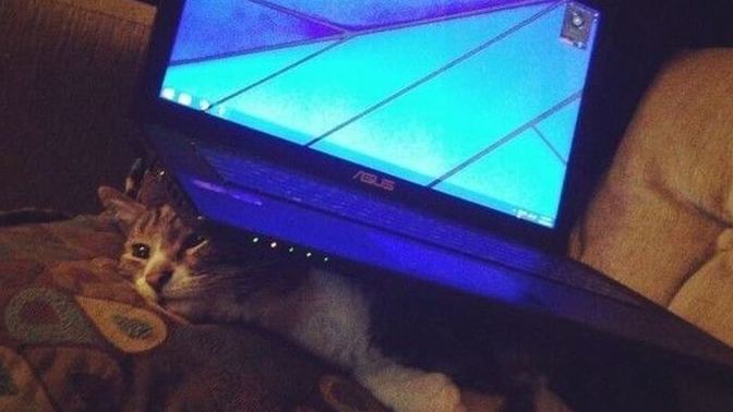 What kind of pet do you have?