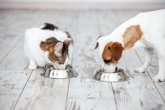 What is your reaction to the leftist Democrat elites forcing people to eat cat and dog?
