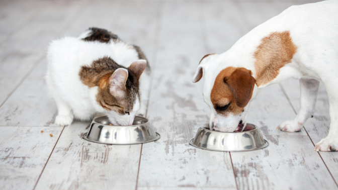 What is your reaction to the leftist Democrat elites forcing people to eat cat and dog?