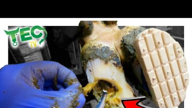 Do you like watching hoof repairing videos?